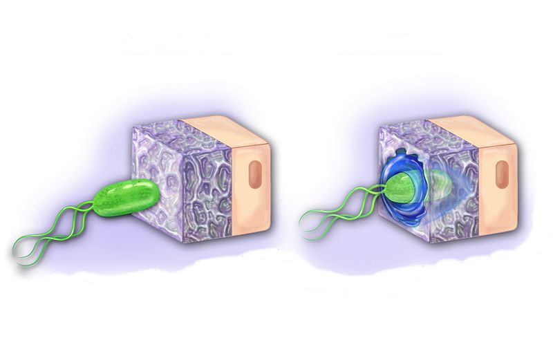 Helicobacter pylori krakow pl